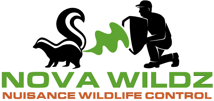 Nova Wildz